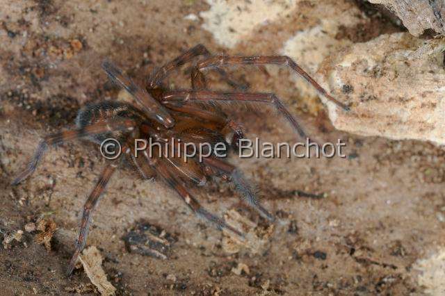 Amaurobiidae_0326.JPG - France, Araneae, Amaurobiidae, Araignée, Amaurobe (Amaurobius fenestralis), Lace webbed spider